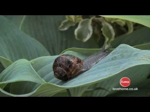 how to get rid slugs in house