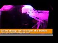 Jellyfish Mood Lamp Jellyfish Mood Lamp