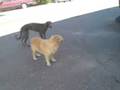 Coira and Edina fighting
