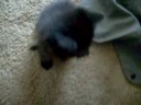 Shadow Kat!