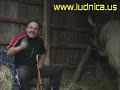 Zmaj od ?ipova (pla?i bika)