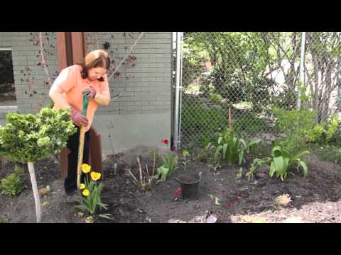 how to transplant tulips after bloom