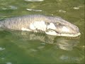 Tribute to Dolichorhynchops and other plesiosaurs
