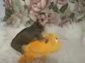 Crazy animals