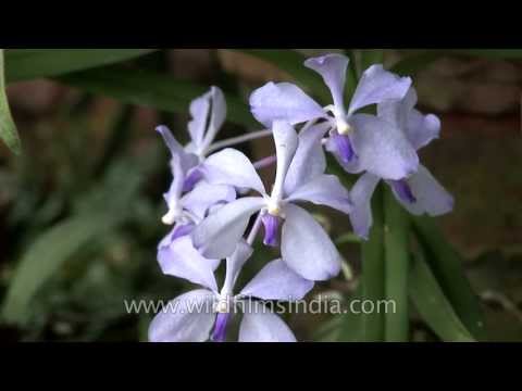 how to fertilize staghorn fern