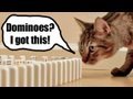 Mean Kitty vs FlippyCat - 8.6.09