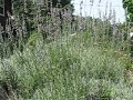 On the Lavender