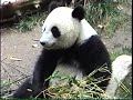 Su Lin Snacking