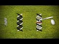 Transgenic Foods (GMO) View Video