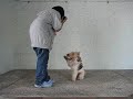 FOXI 仔仔 ( 鋼毛獵狐 ) FOXI 仔仔 ( 鋼毛獵狐 )