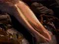Charmed 5x01+5x02