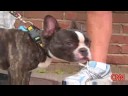 Man Walks Dog Loses 14lbs.