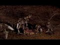 The Big Fight - Wild dogs and hyaenas