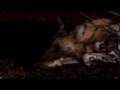 The Big Fight - Wild dogs and hyaenas
