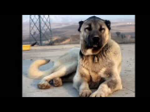 pitbull,kangal,kurt