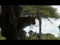Baboon versus Leopard Standoff