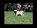 Pug video