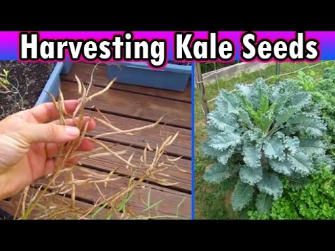 how to harvest kale