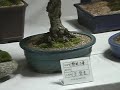 Inje, Gangwon by Sorak Bonsai Club Show http://bit.ly/bMFQDY