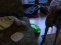 Retraining Poppy's Contacts - Agility