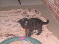 Video tribute for our cat, Taylor Kitty boy Video tribute for our cat, Taylor Kitty boy