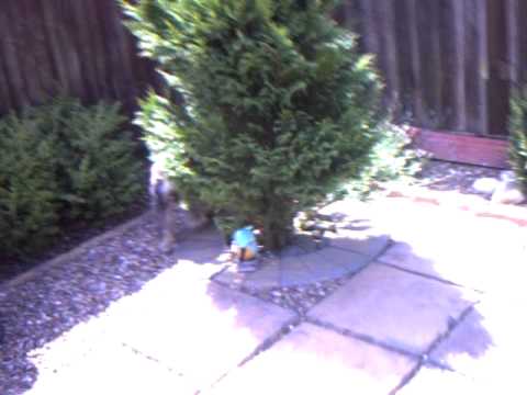 Willi Galloway - Willi Schnauzer running round our back garden.