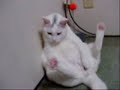 porno animaux