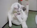porno animaux