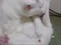 porno animaux