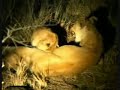 Mapogo, Styx Pride and Cubs