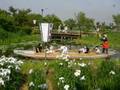 Japanese iris festival あやめ祭り  千葉県香…