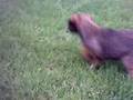 Border Terrier video
