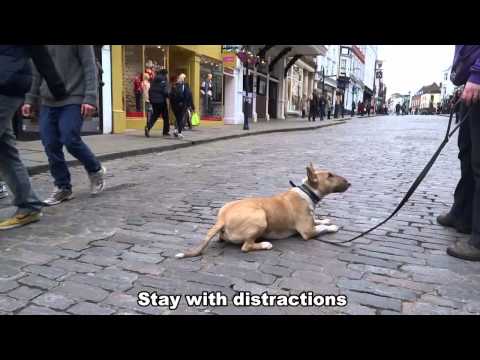 english bullterrier