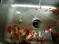 Lobster Disposal