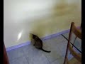 il-gattocane-incredibile.html