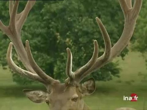 Image de prévisualisation YouTube