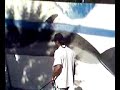wyland life video day 6 section29