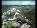 Otters