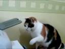 Cat versus Printer Cat versus Printer