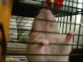 A tribute to my hamster maple + THE JOBROS