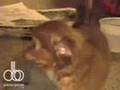 Chupacabra The Chihuahua