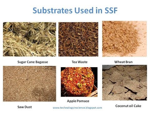 how to isolate aspergillus niger from soil