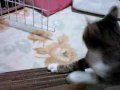 ママ手作りつめみがきでバリバリ