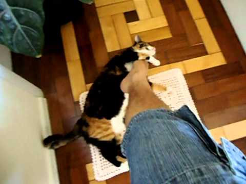 footjob