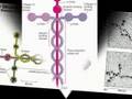 laminin