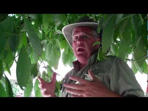 how to trim an avocado tree
