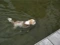 Swimming with tucker