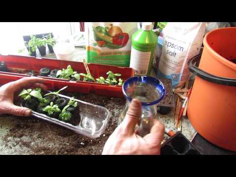 how to fertilize basil