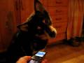 Lapska vallhundar lyssnar på valpljud