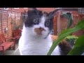 Kitty Just Wants In
